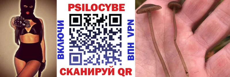 продажа наркотиков  Болхов  Галлюциногенные грибы Cubensis 